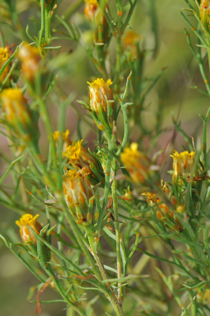 Fetid Marigold has bracts surrounding the floral heads that contain oil glands which are either orangish or clear. Shown here is an orangish colored oil gland. Dyssodia papposa